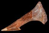 Bargain, Fossil Sawfish (Onchopristis) Rostral Barb- Morocco #106444-1